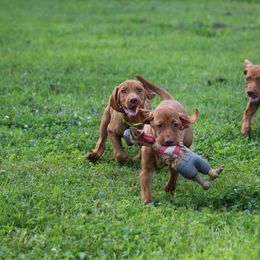 Vizsla Puppies from Paradox