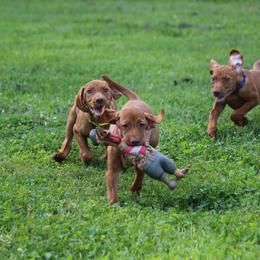 Vizsla Puppies from Paradox