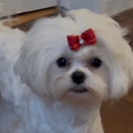 Maltese puppies from Dawn's Maltese