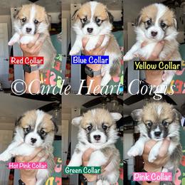 Red Collar Male - Red male Pembroke Welsh Corgi puppy in Anza, California from Circle Heart Corgis