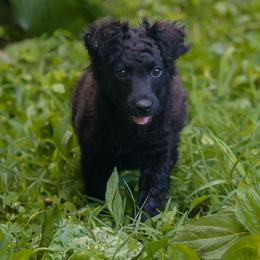Felix - Black male Mudi puppy in Gatlinburg, Tennessee from Greenbrier