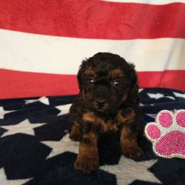 Poodle and Yorkshire Terrier Puppies from Winchester's Magic Yorkipoos & Poodles