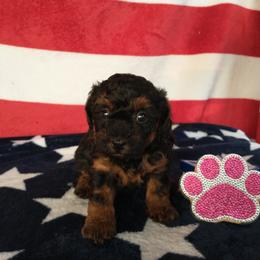 Poodle and Yorkshire Terrier Puppies from Winchester's Magic Yorkipoos & Poodles