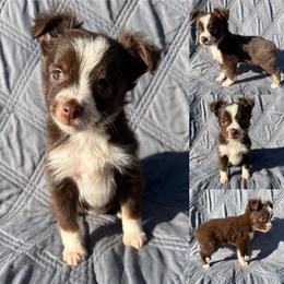 Lumi - Red tri female Toy Australian Shepherd puppy in Brooker, Florida from Honey, I Shrunk the Aussies