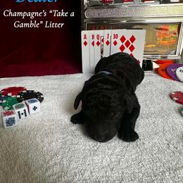 Dealer (Blue Collar Boy) - Black male Poodle puppy in Cambridge, Wisconsin from Champagne Poodles
