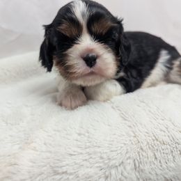 George - Black and tan male Cavalier King Charles Spaniel puppy in Seymour, Missouri from Painted Blessing's AKC Cavaliers LLC