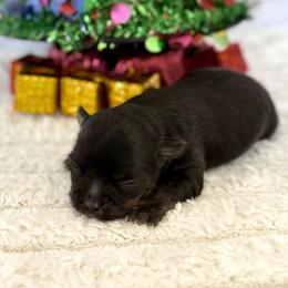 Nick - Black sabled fawn male Chihuahua puppy in Molino, Florida from Pensacola Chi Garden