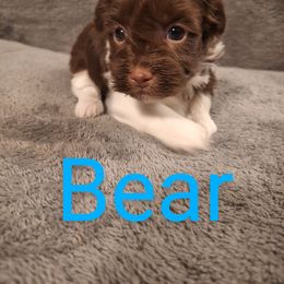 Havanese Puppies from Coyle Havanese Babies