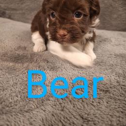 Havanese Puppies from Coyle Havanese Babies