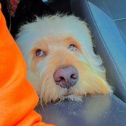 Goldendoodles from La Familia Doodle