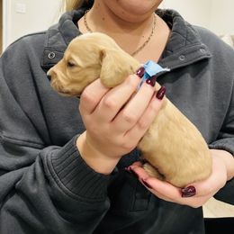 Coop - Cream male Dachshund puppy in Altus, Oklahoma from Johnson Prairie Pups