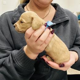 Coop - Cream male Dachshund puppy in Altus, Oklahoma from Johnson Prairie Pups