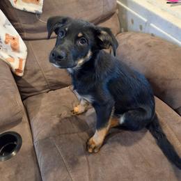 Boy 2 - Tri-color male Australian Koolie puppy in Sioux Falls, South Dakota from Tenacious Koolies
