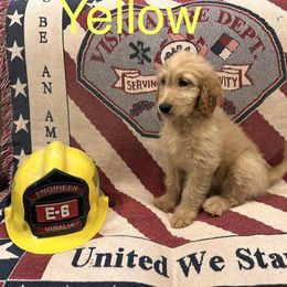 Yellow collar - Apricot Labradoodle puppy in Visalia, California from Junebug’s Labradoodles