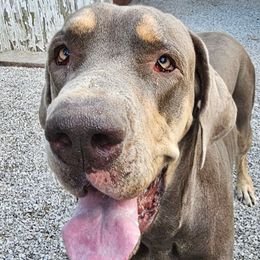 Malcolm - Great Dane