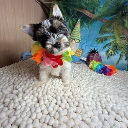 Boy2(1800) - Black tan and white male Biewer Terrier puppy in Douglas, Georgia from Southern Georgia Yorkies and biewers
