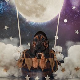 Basset Hound Puppies from Bear Foot Bassets Of West Virginia