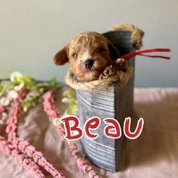 Beau - Red  male Poodle puppy in Munster, Indiana from Miranda’s Sunshine Poodles and Doodles