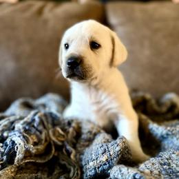 Polar - Yellow male Labrador Retriever puppy in Sweet Home, Oregon from Snowpeak English Labradors