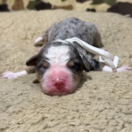 SAVAGE - Tri-color male Bernedoodle puppy in Corpus Christi, Texas from The Henke Doodles
