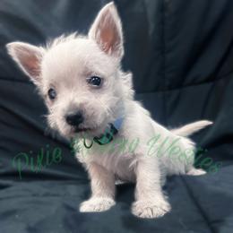 Blue - White male West Highland White Terrier puppy in Cleveland Tx, Texas from Pixie Hollow Westies