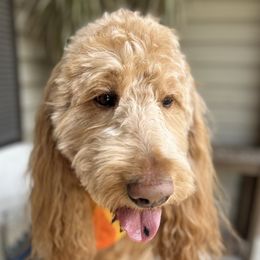 Max - Goldendoodle