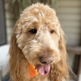 Max - Goldendoodle