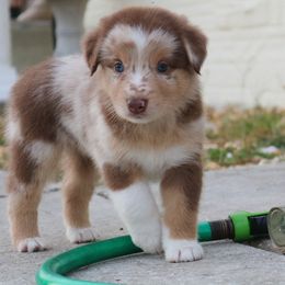 Australian Shepherd Puppies from Kiki's Aussies