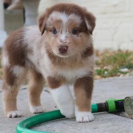 Australian Shepherd Puppies from Kiki's Aussies