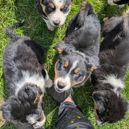 Miniature American Shepherd Puppies from CG Mini Shepherds