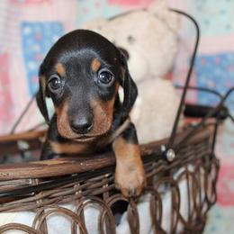 Boy 2 - Black and tan male Dachshund puppy in Craig, Colorado from Rocky Mountain Shih Tzus and Dry Creek Miniature Dachshunds