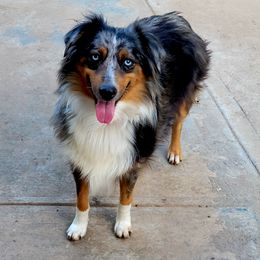 Bella - Miniature Australian Shepherd
