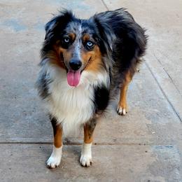 Bella - Miniature Australian Shepherd