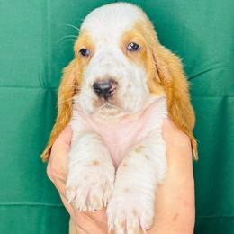Green - Lemon and white male Basset Hound puppy in Justin, Texas from S&G's Bassets