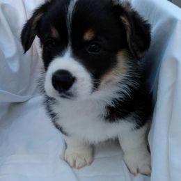 Pembroke Welsh Corgi Puppies from Princess Zelda Corgis