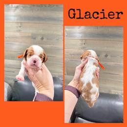 Glacier - Blenheim male Cavalier King Charles Spaniel puppy in De Pere, Wisconsin from Rose Garden Kennels