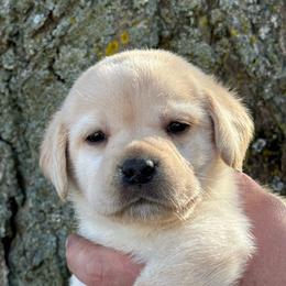 Jillie - Yellow female Labrador Retriever puppy in Clinton, New York from Skyline Hill Labradors