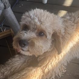 Lemon - Cavapoo