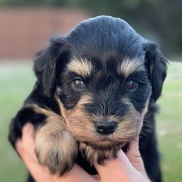 Boy 4 - male Miniature Schnauzer puppy in Pflugerville, Texas from K&K Precious Tx schnauzers