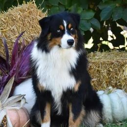Zoro - Australian Shepherd