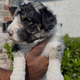 Oregano - Blue merle male Bernedoodle puppy in Richmond, Texas from Harper’s Heartbeats