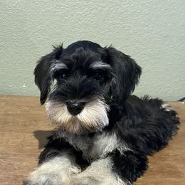 Miniature Schnauzer Puppies from Blissful Standards