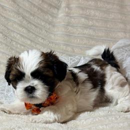 Moo Moo - Brindle and white male Shih Tzu puppy in Northridge, California from Our ShihTzu Family