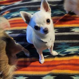 Anne - Chihuahua