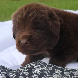 Latte - Brown male Newfoundland puppy in Kimball Twp, Michigan from Pine River Newfoundlands