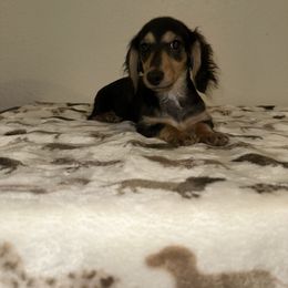 Green boy - Black and cream male Dachshund puppy in Turlock, California from Vibrant Dachshunds
