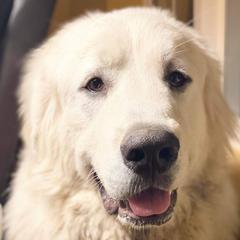 Great Pyrenees from MAKA Farms