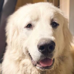Great Pyrenees from MAKA Farms