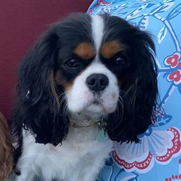 Poppy - Cavalier King Charles Spaniel