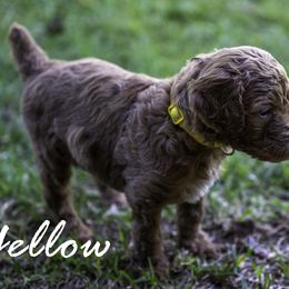 Yellow Collar - Red  female Poodle puppy in Cleveland, Texas from Mayday Quality Poodles
